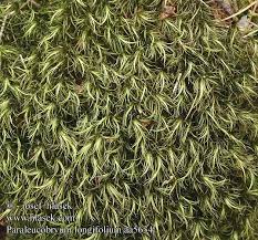 Attēlu rezultāti vaicājumam “Paraleucobryum longifolium”