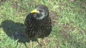 Attēlu rezultāti vaicājumam “Sturnus vulgaris male”