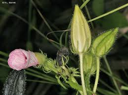 Image result for Abelmoschus moschatus