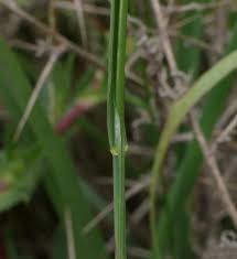 Attēlu rezultāti vaicājumam “Helictotrichon pubescens”