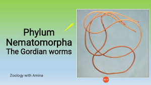 Attēlu rezultāti vaicājumam “Nematomorpha”