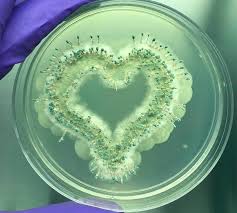 Attēlu rezultāti vaicājumam “Penicillium vulpinum”