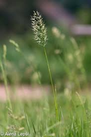 Attēlu rezultāti vaicājumam “Trisetum flavescens”