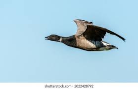 Attēlu rezultāti vaicājumam “Branta bernicla adult”