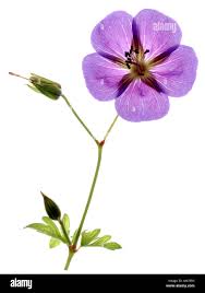 Attēlu rezultāti vaicājumam “Geranium sylvaticum bud”