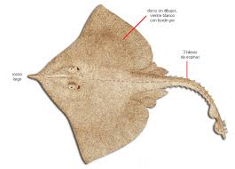 Image result for Rostroraja alba