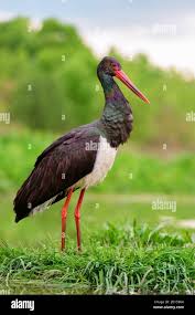 Attēlu rezultāti vaicājumam “Ciconia nigra”