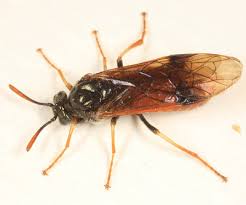 Attēlu rezultāti vaicājumam “Argidae”