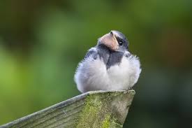 Attēlu rezultāti vaicājumam “Hirundo rustica juvenile”