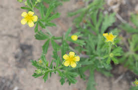 Attēlu rezultāti vaicājumam “Potentilla argentea flower”