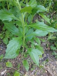 Attēlu rezultāti vaicājumam “Erigeron annuus leaf”