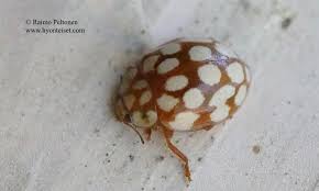 Attēlu rezultāti vaicājumam “Sospita vigintiguttata”