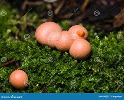 Attēlu rezultāti vaicājumam “Lycogala epidendrum aggr. macro”