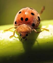 Attēlu rezultāti vaicājumam “Coccinellidae”