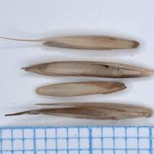 Attēlu rezultāti vaicājumam “Elytrigia repens subsp. arenosa”