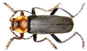 Attēlu rezultāti vaicājumam “Cantharidae”