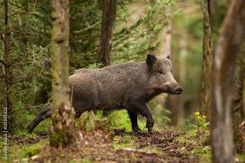 Attēlu rezultāti vaicājumam “Sus scrofa”