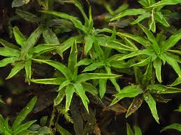 Attēlu rezultāti vaicājumam “Campylium protensum sporophyte”