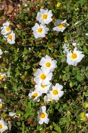 Attēlu rezultāti vaicājumam “Cistaceae”