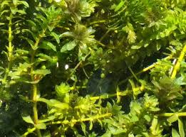 Attēlu rezultāti vaicājumam “Elodea canadensis”