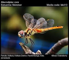 Attēlu rezultāti vaicājumam “Claustria didermoides macro”