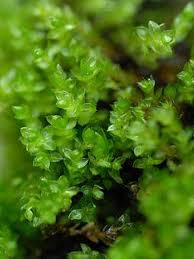 Attēlu rezultāti vaicājumam “Bryum weigelii”