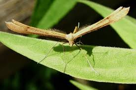 Attēlu rezultāti vaicājumam “Platyptilia sp.”