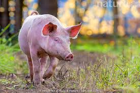 Attēlu rezultāti vaicājumam “Sus scrofa”