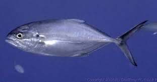 Image result for Caranx crysos