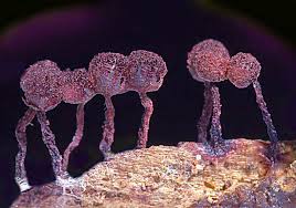 Attēlu rezultāti vaicājumam “Diachea muscorum macro”