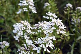 Image result for Iberis amara