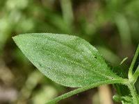 Attēlu rezultāti vaicājumam “Moehringia trinervia”