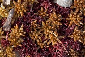 Attēlu rezultāti vaicājumam “Sphagnum magellanicum”