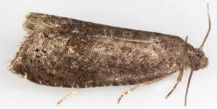 Attēlu rezultāti vaicājumam “Grapholita funebrana”