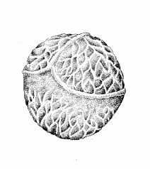 Attēlu rezultāti vaicājumam “Isoetaceae”