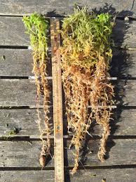 Attēlu rezultāti vaicājumam “Sphagnum palustre”