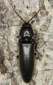 Attēlu rezultāti vaicājumam “Ectinus aterrimus”