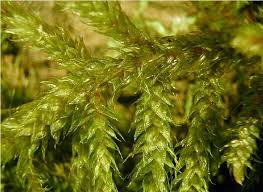 Attēlu rezultāti vaicājumam “Antitrichia curtipendula sporophyte”