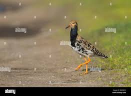 Attēlu rezultāti vaicājumam “Philomachus pugnax adult”