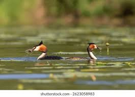 Attēlu rezultāti vaicājumam “Podiceps cristatus adult”