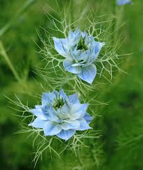 Image result for Nigella damascena