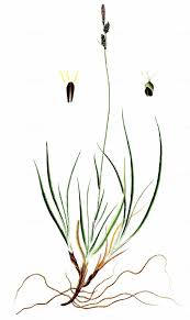 Attēlu rezultāti vaicājumam “Carex ericetorum”