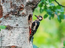 Attēlu rezultāti vaicājumam “Dendrocopos major male”