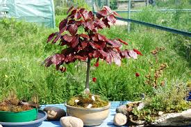 Attēlu rezultāti vaicājumam “Fagus sylvatica fo. purpurea flower”