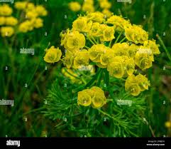 Attēlu rezultāti vaicājumam “Euphorbia cyparissias”