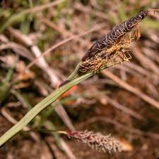 Attēlu rezultāti vaicājumam “Carex acuta fruit”
