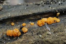 Attēlu rezultāti vaicājumam “Miladina lecithina”