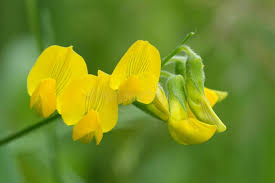 Attēlu rezultāti vaicājumam “Lathyrus pratensis flower”