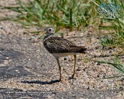 Image result for Bartramia longicauda