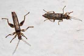 Attēlu rezultāti vaicājumam “Oedemera sp.”